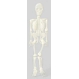  Schelet fosforescent - Halloween