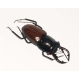  Costume de Halloween - Decoratiuni Halloween Radasca cu magnet